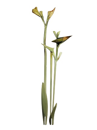 Картина лилии