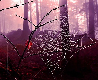 Spider Silk 02