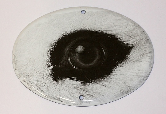 Картина глаз кролика фото 1